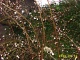 Der Winter-Schneeball trotzt der Winterkälte. Die ersten Blüten öffnen sich meist schon Ende November. Im März läuft er als "Rosatraum" zur Höchstform auf.
