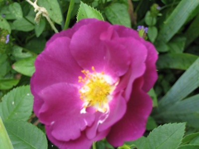 Diese derzeit blaueste Rose wchst zwar etwas "staksig" und hat mitunter Sternrutauprobleme, zusammen mit der gelben Kleinstrauchrose "Sunny Rose", gelben Lilien und Taglilien sieht sie aber gut aus und ist etwas Besonderes.
