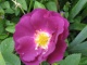 Diese derzeit blaueste Rose wächst zwar etwas "staksig" und hat mitunter Sternrußtauprobleme, zusammen mit der gelben Kleinstrauchrose "Sunny Rose", gelben Lilien und Taglilien sieht sie aber gut aus und ist etwas Besonderes.
