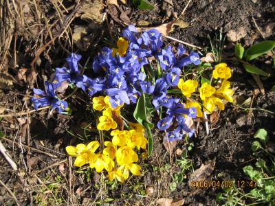 Zwiebel-Iris (Iris reticulata) sind kleine Wunderwerke, die zusammen mit Wild-Krokussen schon ganz zeitig blhen.