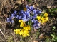Zwiebel-Iris (Iris reticulata) sind kleine Wunderwerke, die zusammen mit Wild-Krokussen schon ganz zeitig blühen.