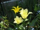 Lilienblütige Tulpen blühen spät (Anfang Mai) und sind langlebiger als viele moderne Neuzüchtungen.